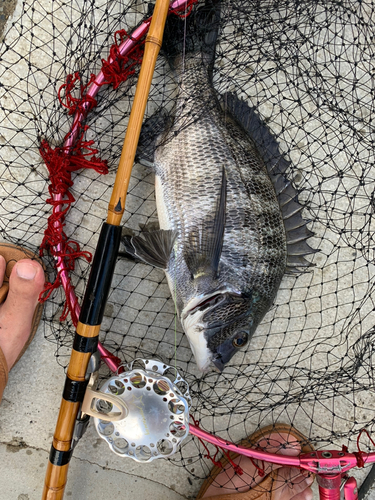 クロダイの釣果