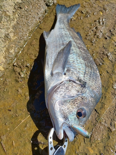 チヌの釣果