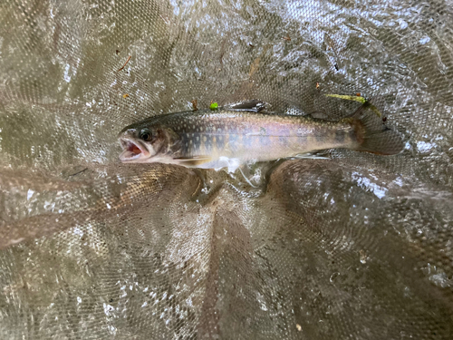 イワナの釣果