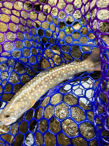 イワナの釣果