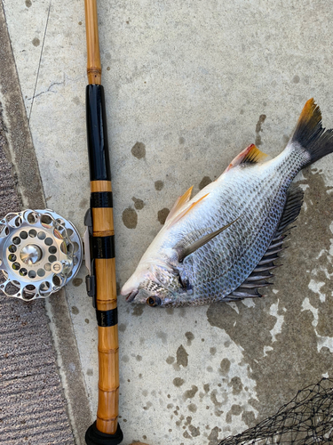 キビレの釣果