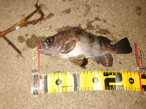 メバルの釣果