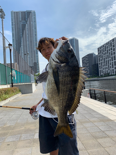 クロダイの釣果