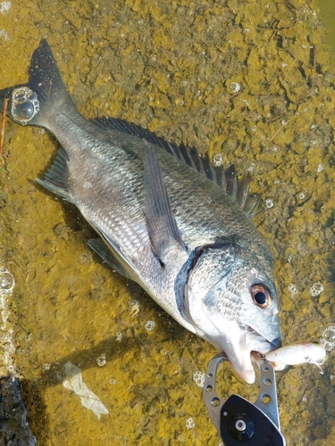 チヌの釣果