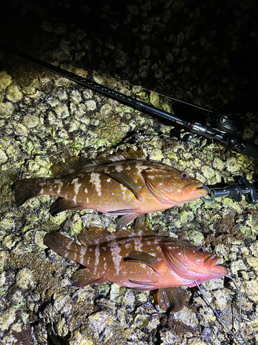 アコウの釣果