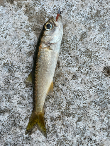 ムツの釣果