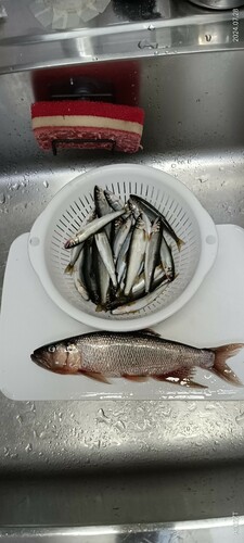 コアユの釣果