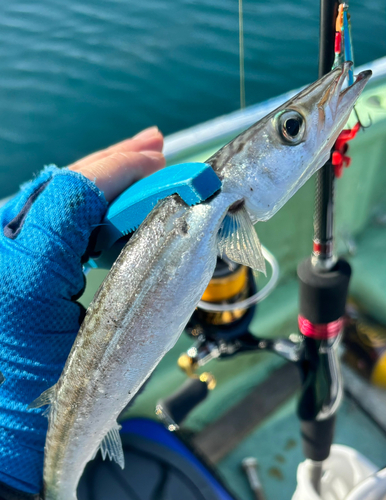 ヤマトカマスの釣果