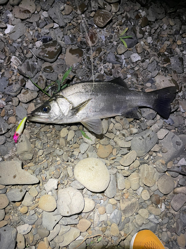 ヒラスズキの釣果