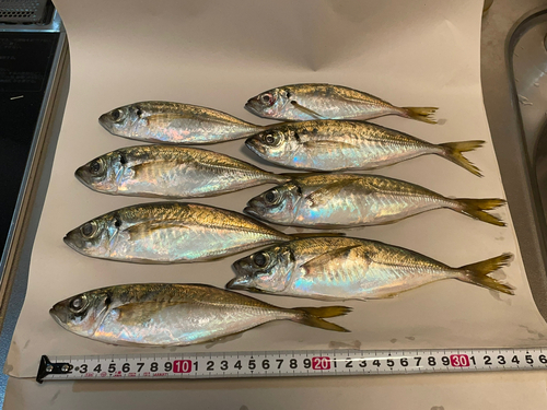 アジの釣果