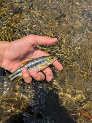 カワムツの釣果