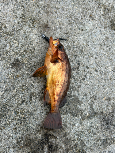 メバルの釣果