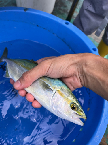 ワカシの釣果