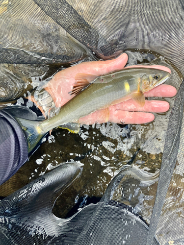 アユの釣果