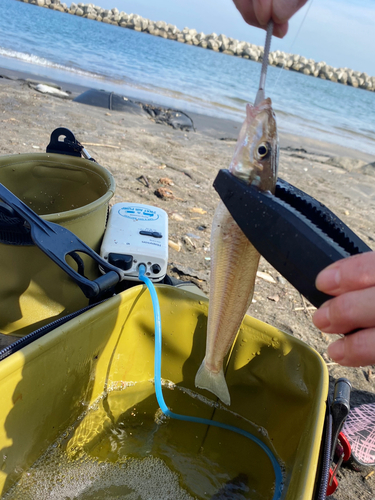 キスの釣果