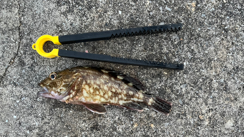 カサゴの釣果