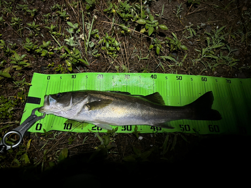 スズキの釣果