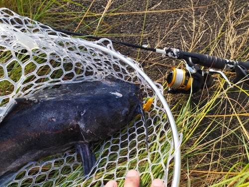 アメリカナマズの釣果