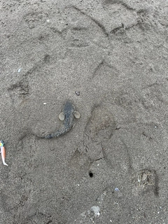 コチの釣果