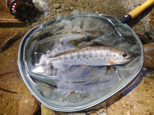 ヤマメの釣果