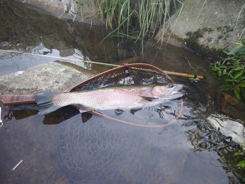 ニジマスの釣果