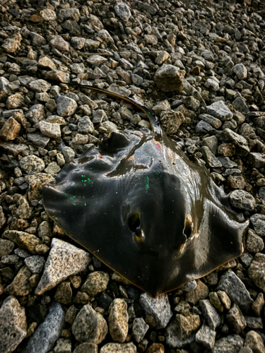 アカエイの釣果