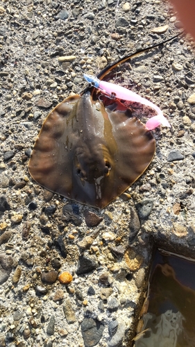 アカエイの釣果