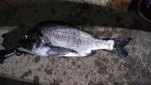 チヌの釣果