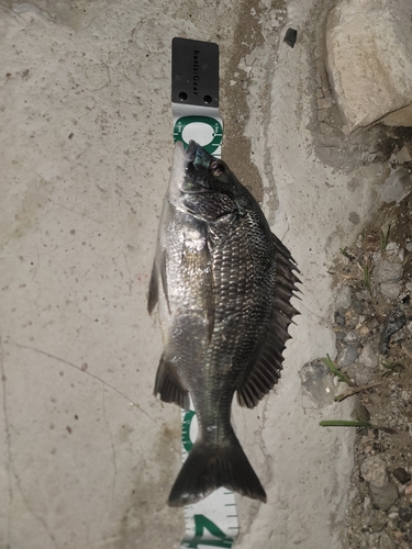 チヌの釣果