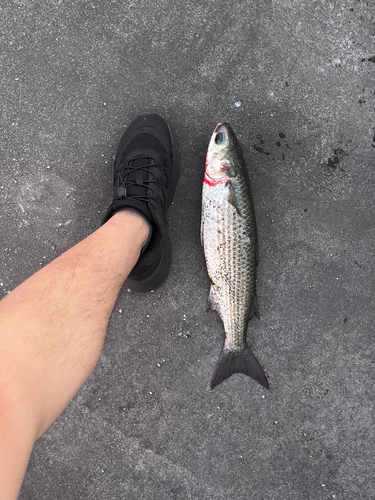 コノシロの釣果