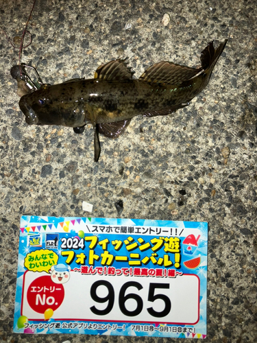 ウロハゼの釣果