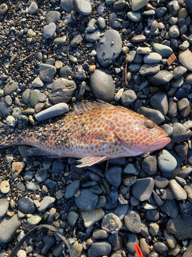 オオモンハタの釣果