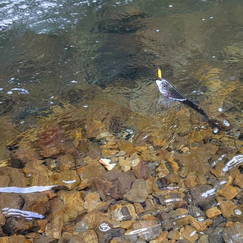 トラウトの釣果