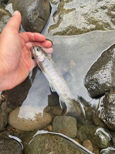 イワナの釣果