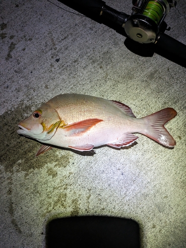 ヒメフエダイの釣果