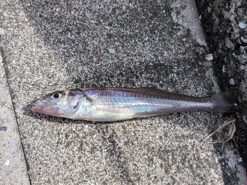 シロギスの釣果