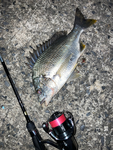 チヌの釣果