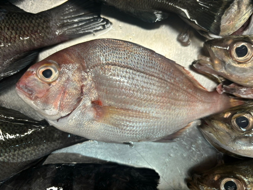 タイの釣果