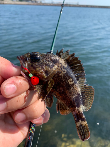 ムラソイの釣果