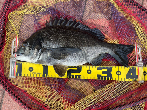 クロダイの釣果