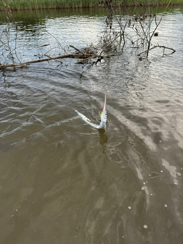 ダツの釣果