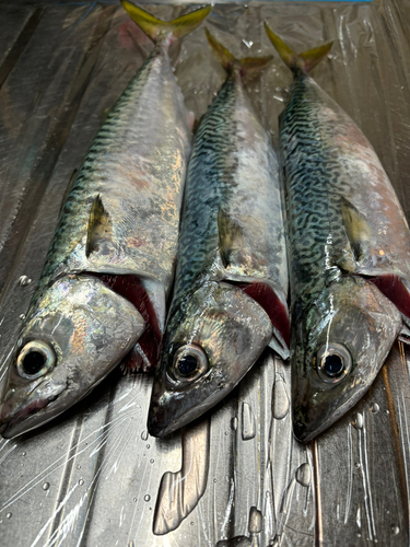 サバの釣果