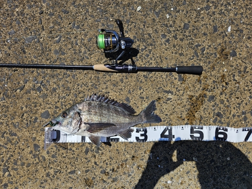 クロダイの釣果