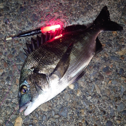 クロダイの釣果