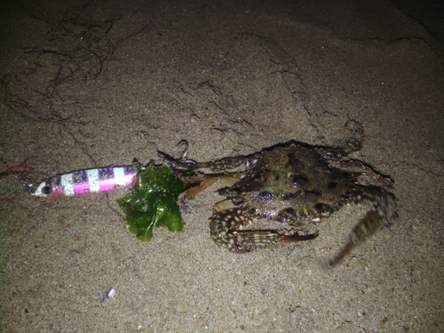 ワタリガニの釣果