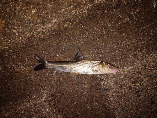 ニゴイの釣果