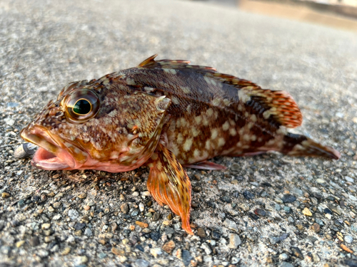 カサゴの釣果