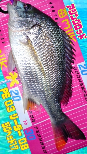 キチヌの釣果