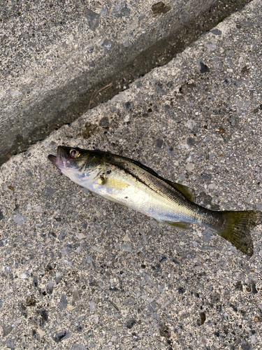 セイゴ（マルスズキ）の釣果