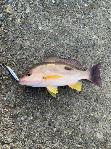 クロホシフエダイの釣果